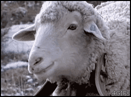 ядаща овца gif